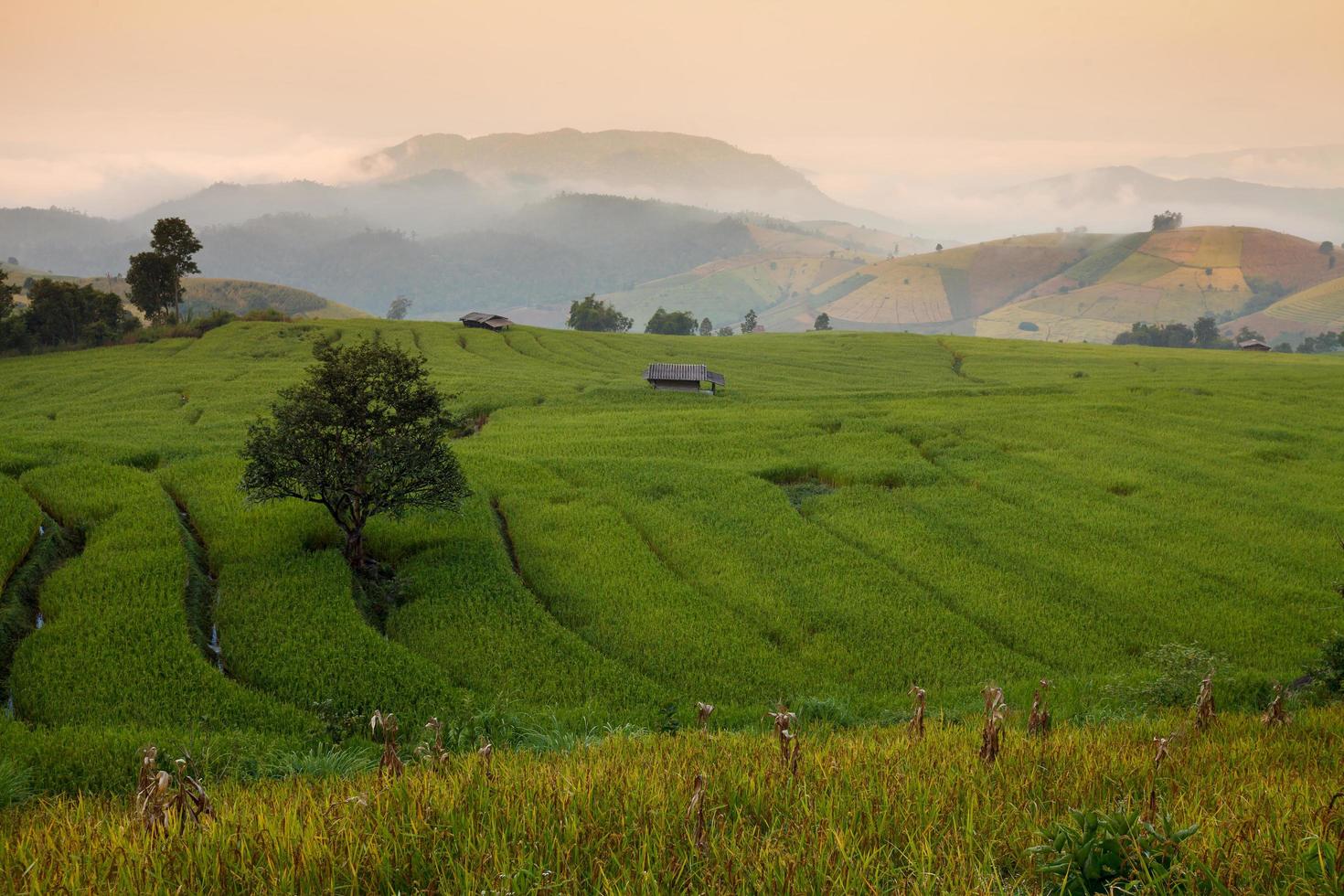 groen terrasvormig rijstveld tijdens zonsondergang bij verbod pa bong peay in chiangmai, thailand foto