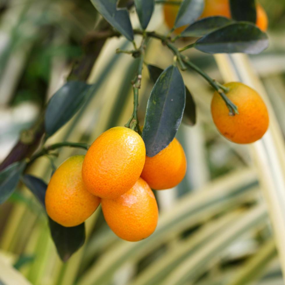 oranje Kumquat Aan de boom foto