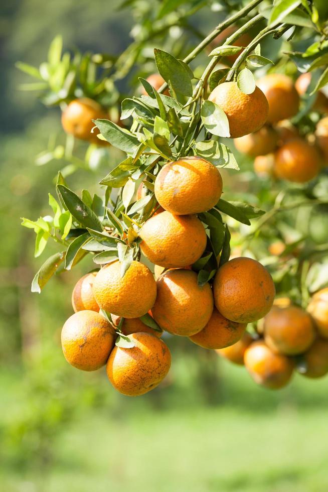 oranje boom in graden foto