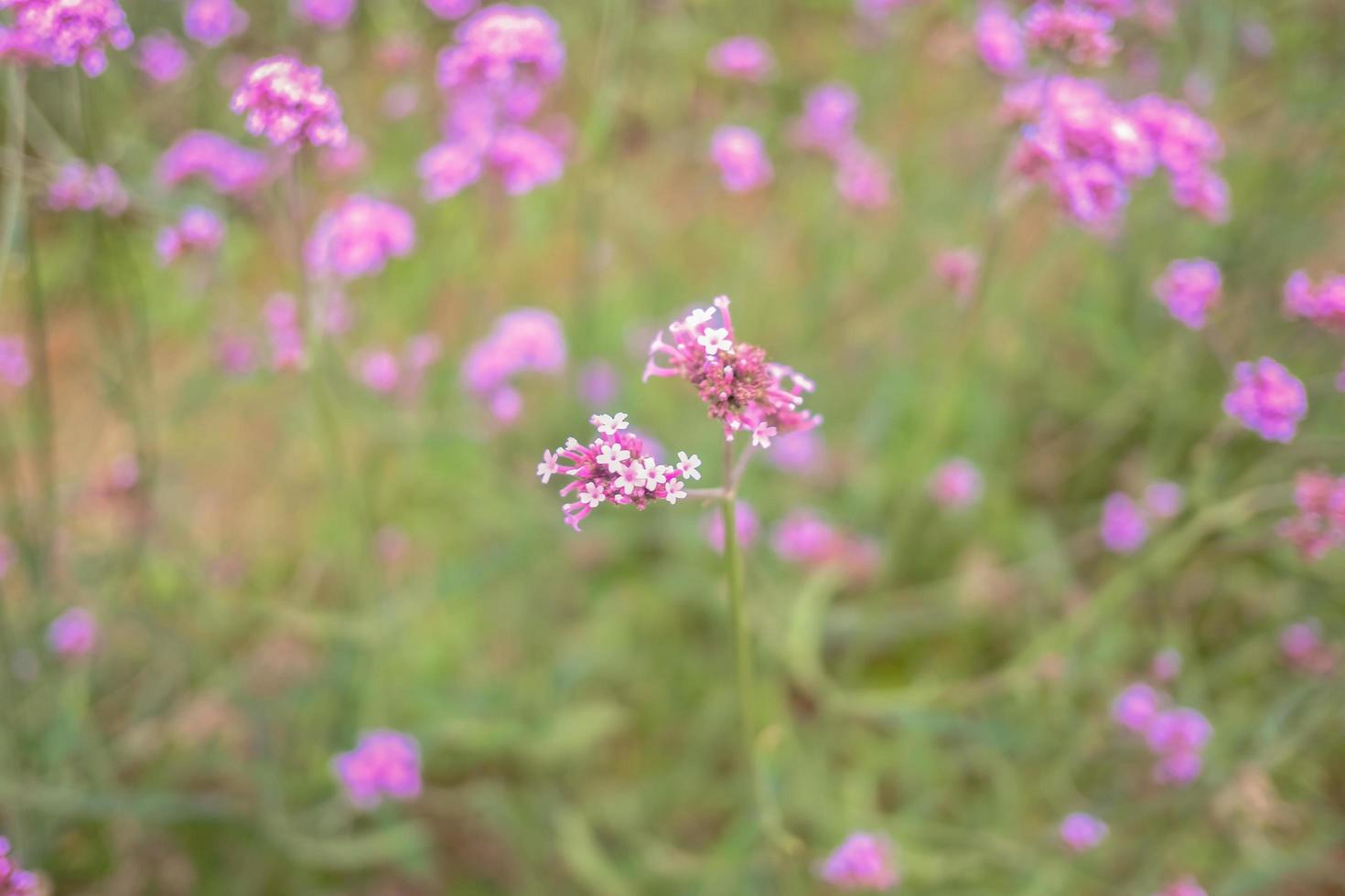 mooi verbena veld- in ma jam berg Bij Chiang mai stad Thailand foto