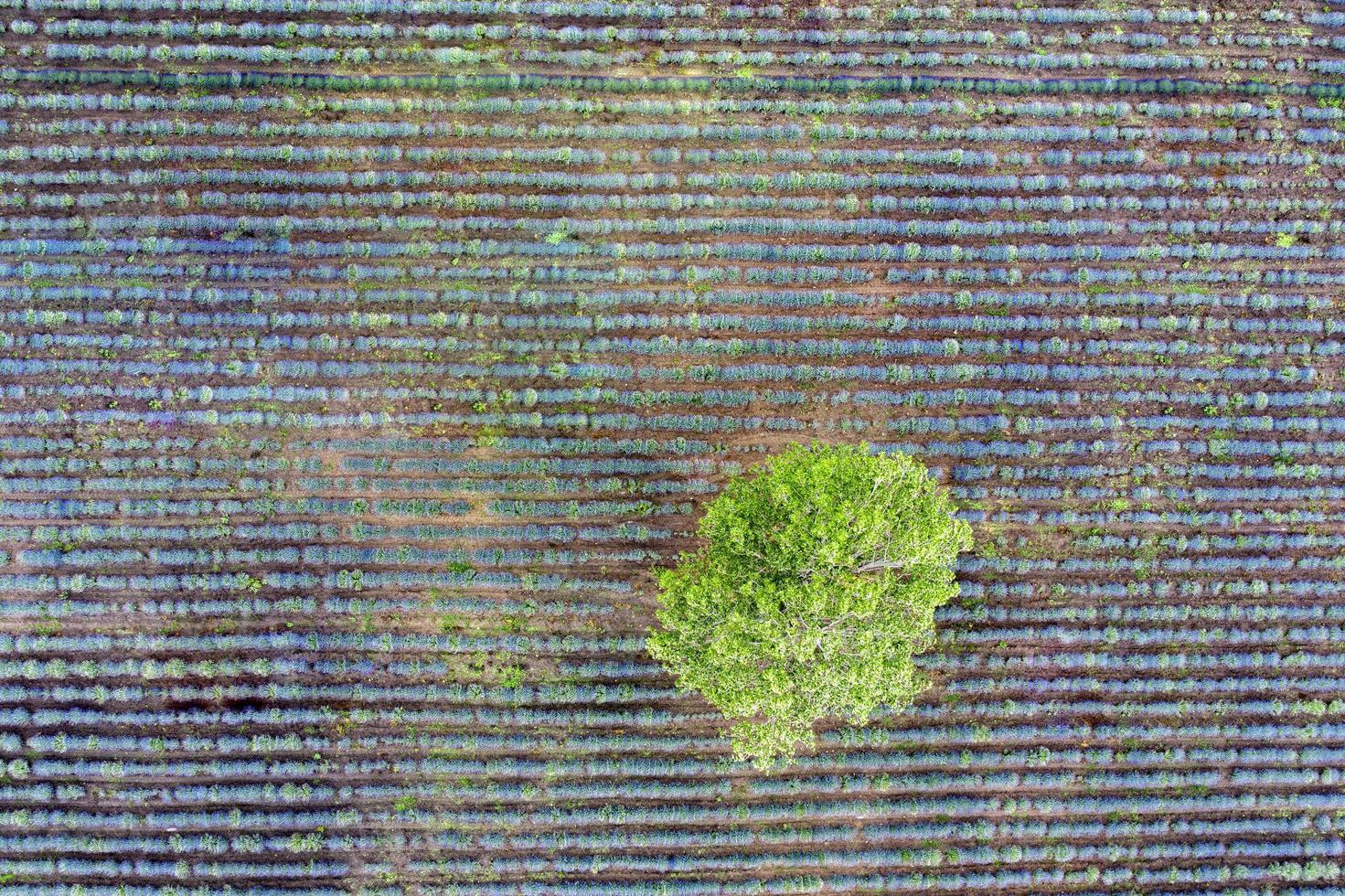 antenne top visie van een dar naar een boom Bij een lavendel veld. abstract visie foto