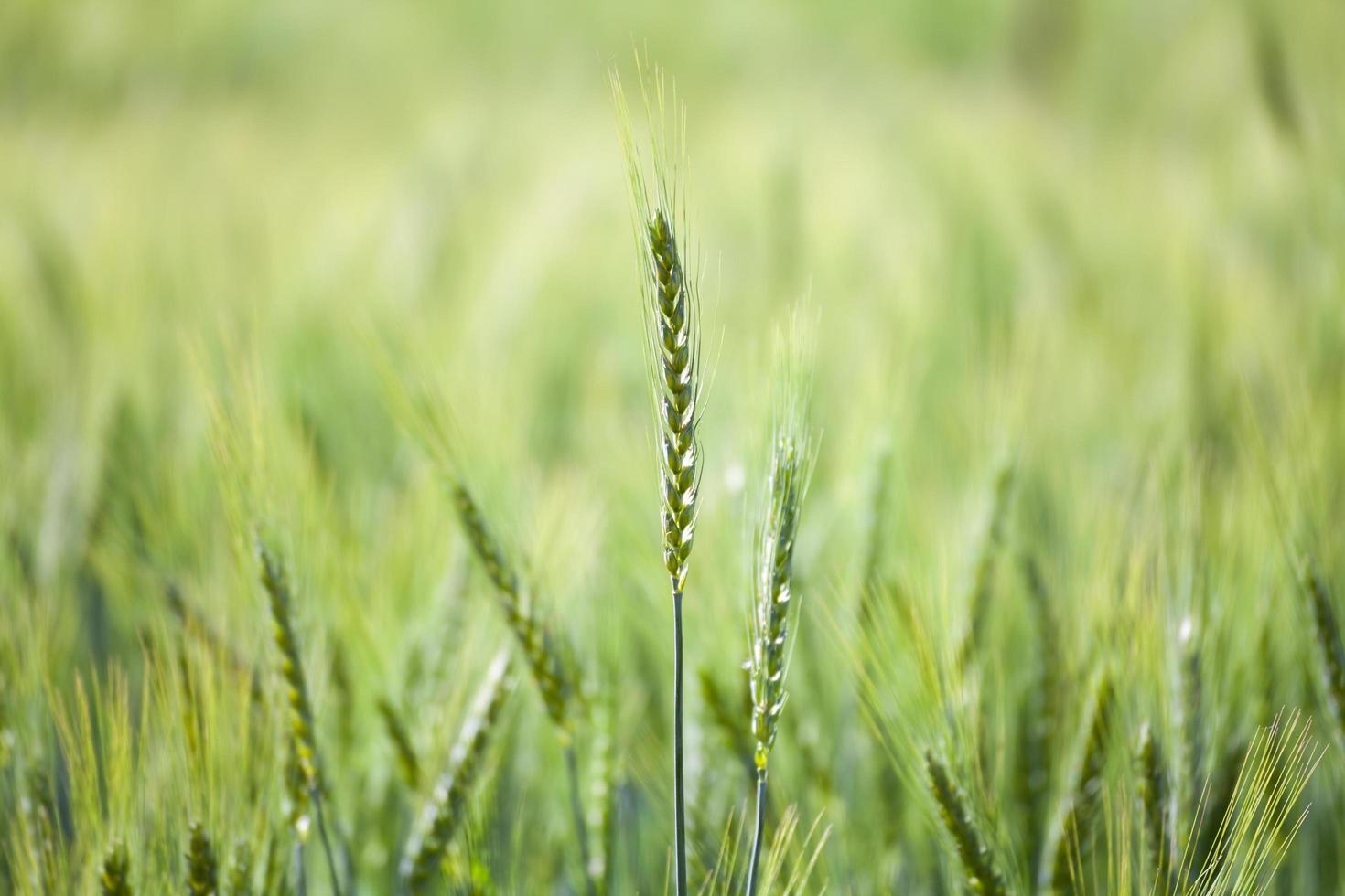 dichtbij omhoog groen tarwe veld- foto