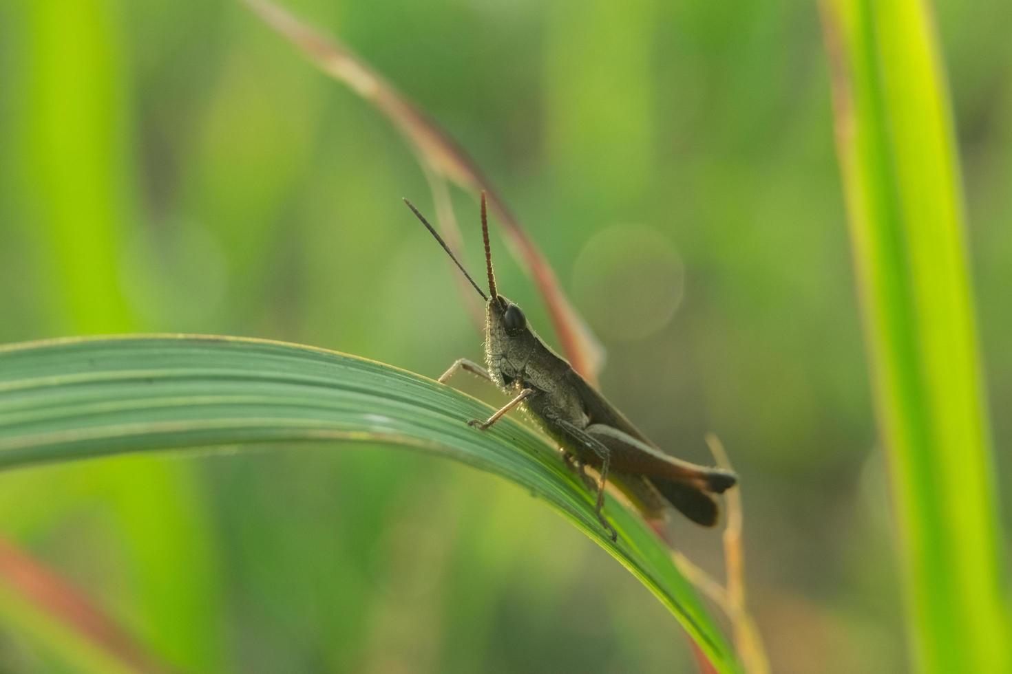 macro foto van een sprinkhaan neergestreken Aan een blad