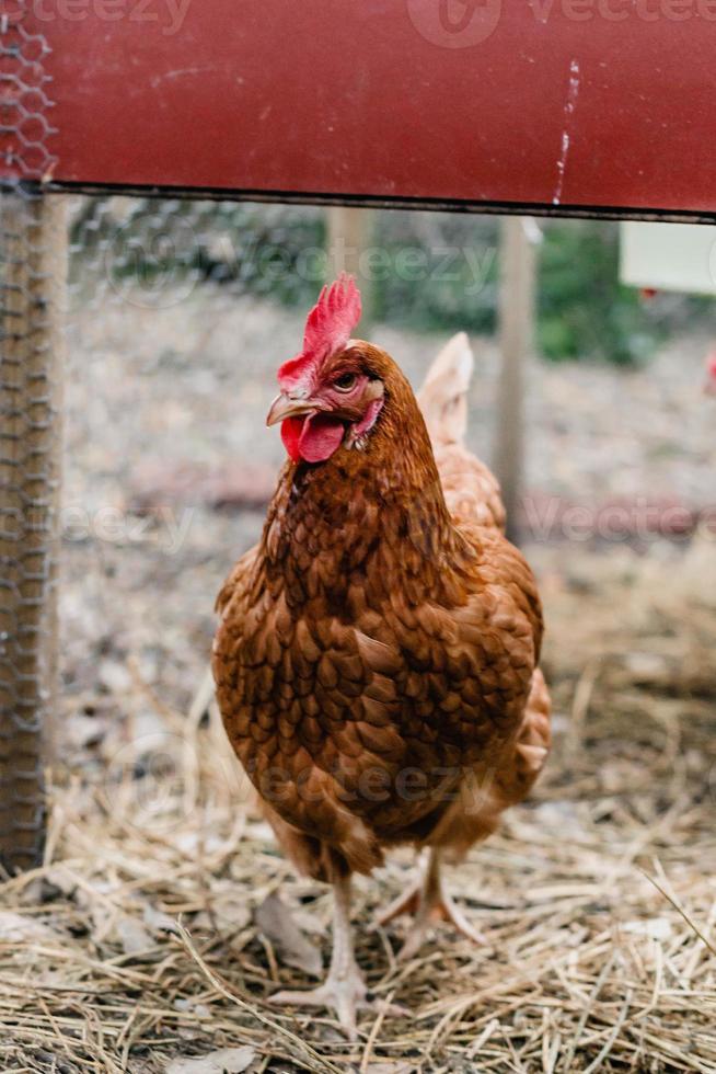 achtertuin ei kippen foto