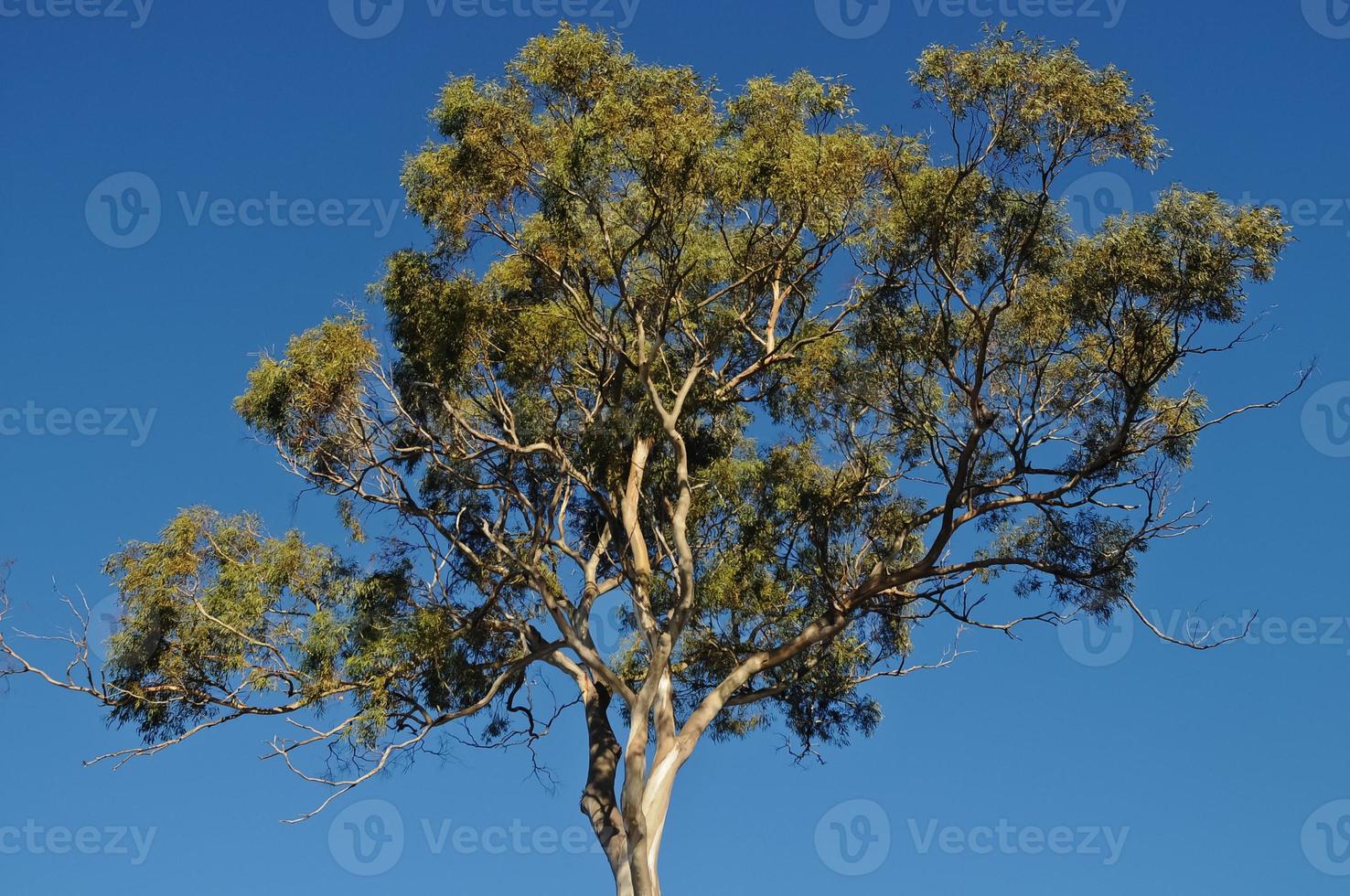 hoog gom boom in Tasmanië Australië in zomer foto