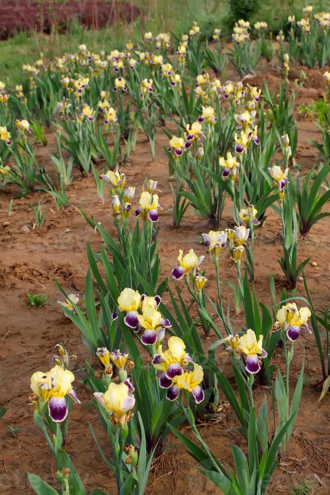 wilde irisbloemen foto