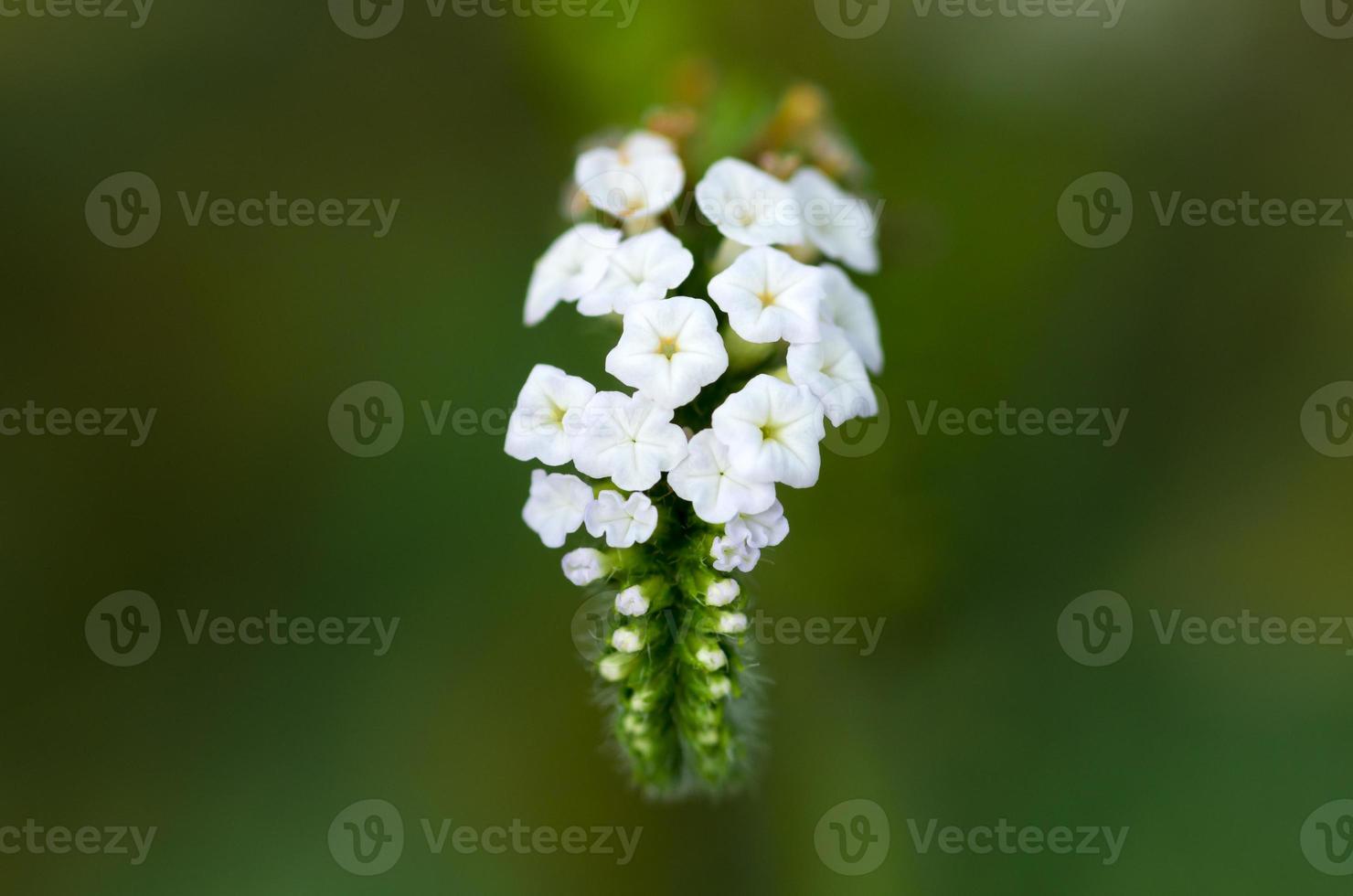 witte tropische bloemen foto