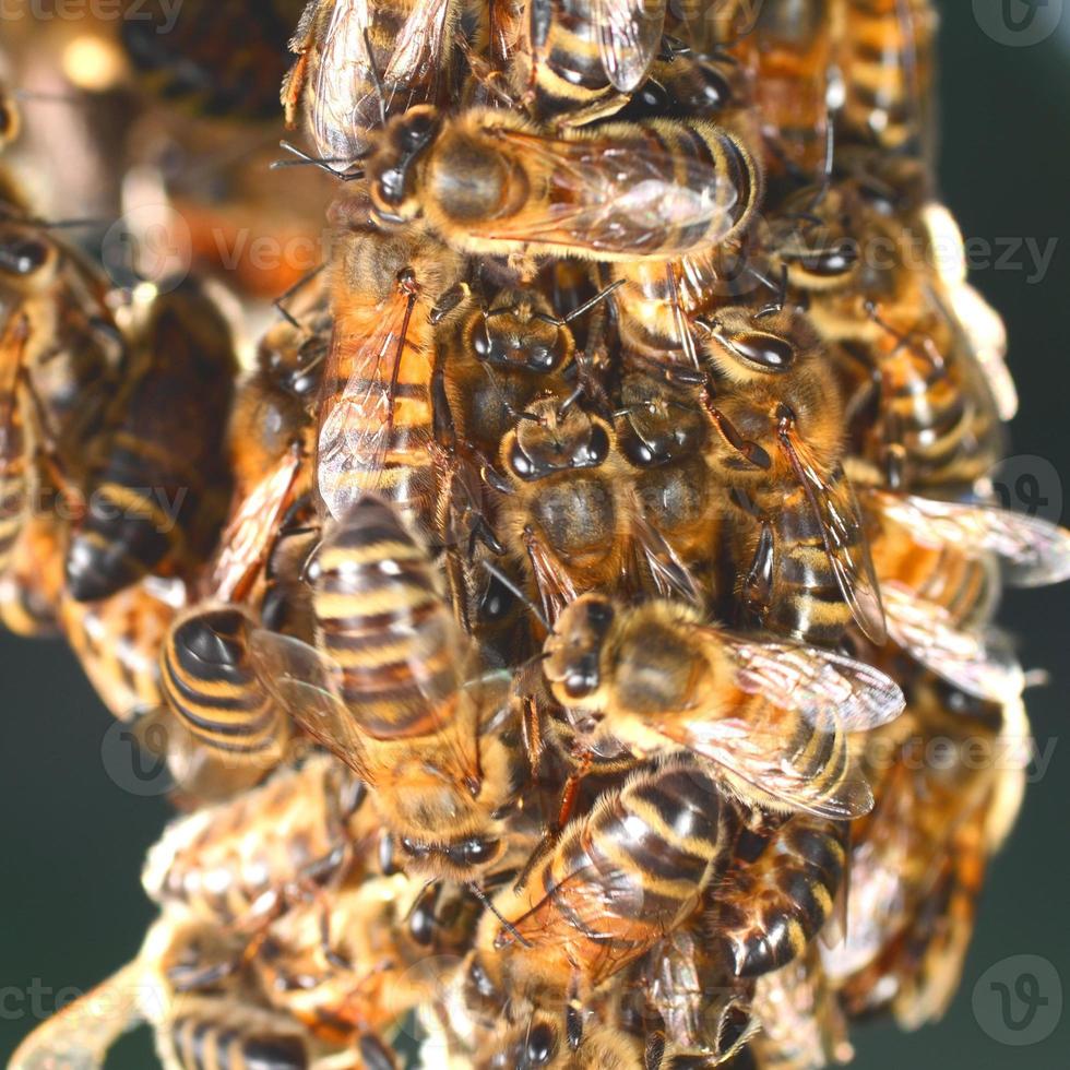 close-up van bijen die op honingraat in bijenstal hangen foto