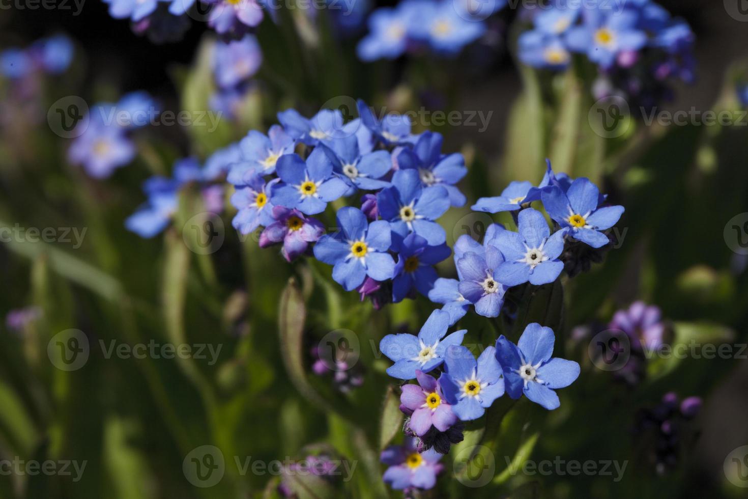 mooie bloem van helder blauwe kleur foto