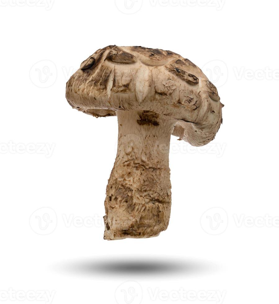 Shiitake-paddenstoelen geïsoleerd op witte achtergrond foto