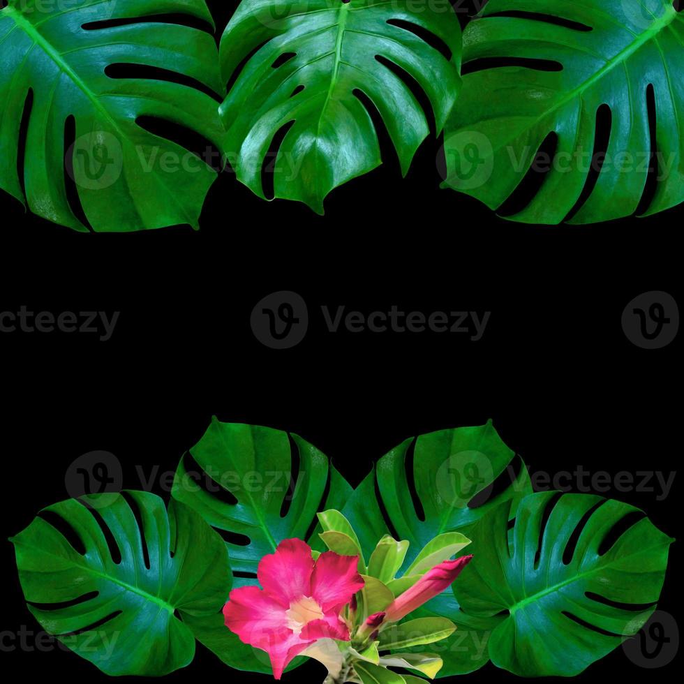 groene monstera bladeren patroon voor natuur concept, tropische blad getextureerde achtergrond foto