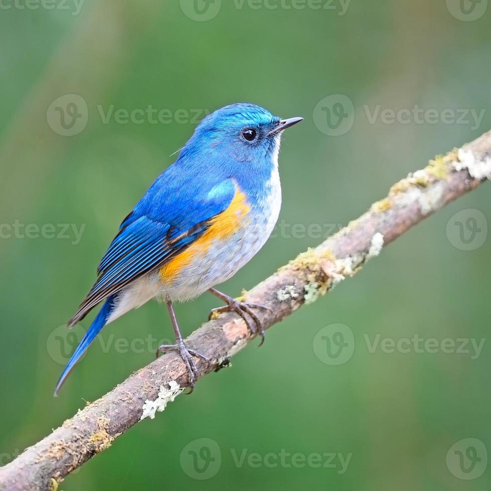 himalaya bluetail foto