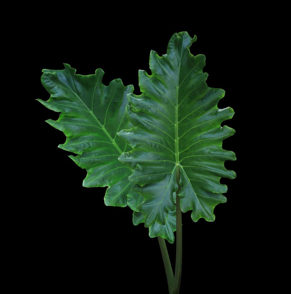 olifantsoor of gigantische taro of aap of oorolifant of gigantische alocasia of pai of alocasia macrorrhizos-boom. close-up exotische groene bladeren bush geïsoleerd op zwarte achtergrond. foto