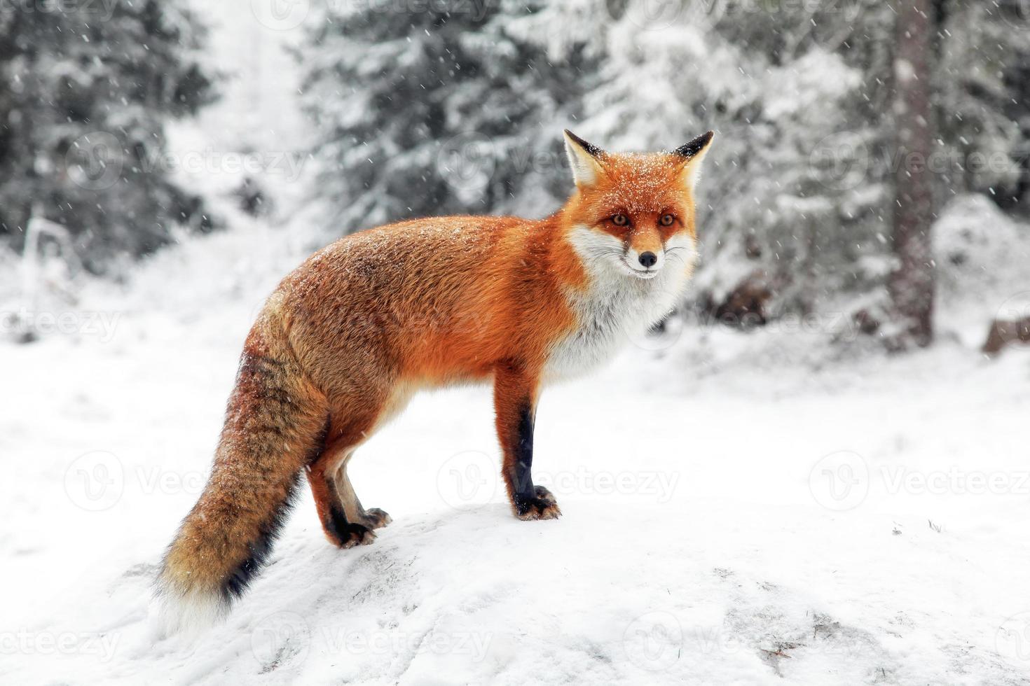 rood vos in winter besneeuwd Woud foto