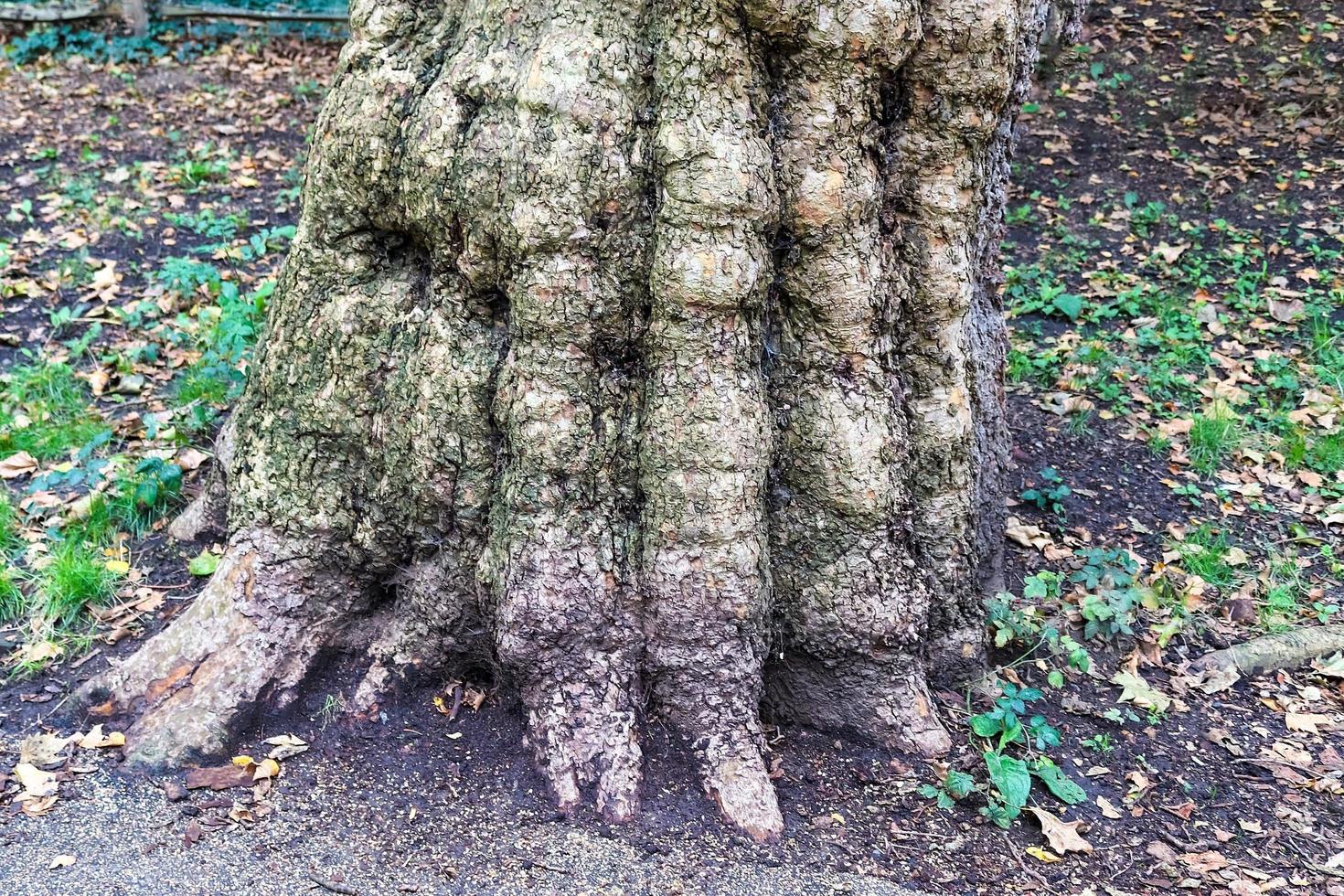 een oude boomstam in een Europese boslandschapsomgeving foto