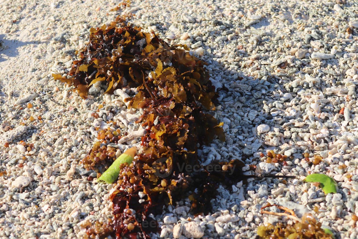 dichtbij omhoog van koralen Bij de strand Aan de paradijs eiland Seychellen foto