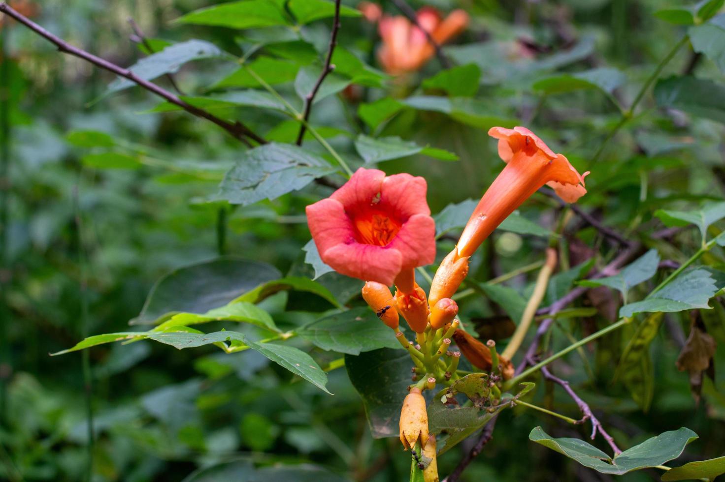 campsis radicans rood rots Ravijn 8.13.22 foto