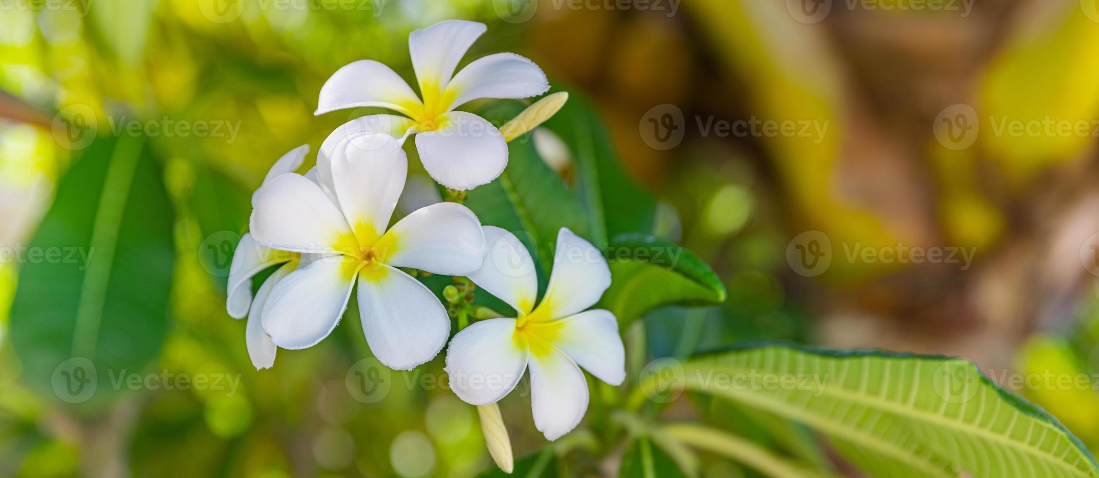 dreunend geel wit frangipani of plumeria, spa bloemen met groen bladeren Aan boom in avond licht met natuurlijk wazig groen achtergrond. liefde bloemen detailopname, exotisch natuur. tropisch tuin patroon foto