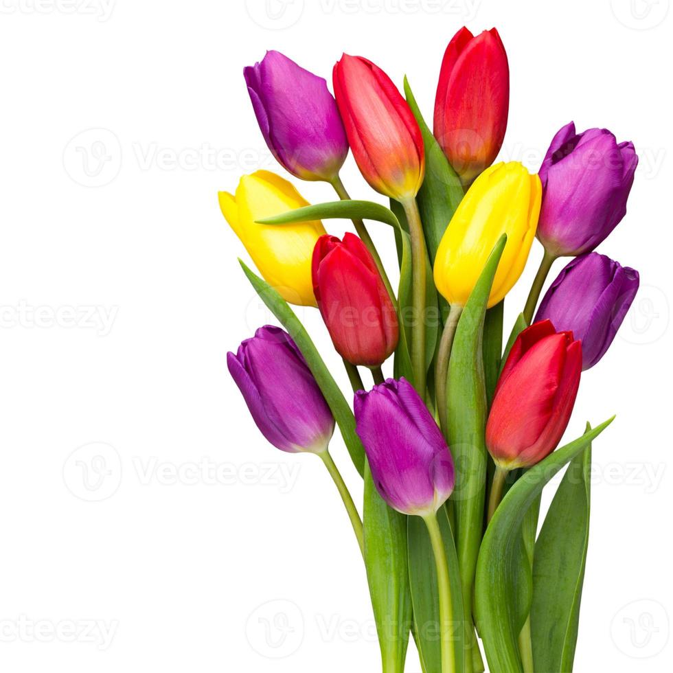 veelkleurig voorjaar bloemen, tulp Aan een grijs achtergrond. foto