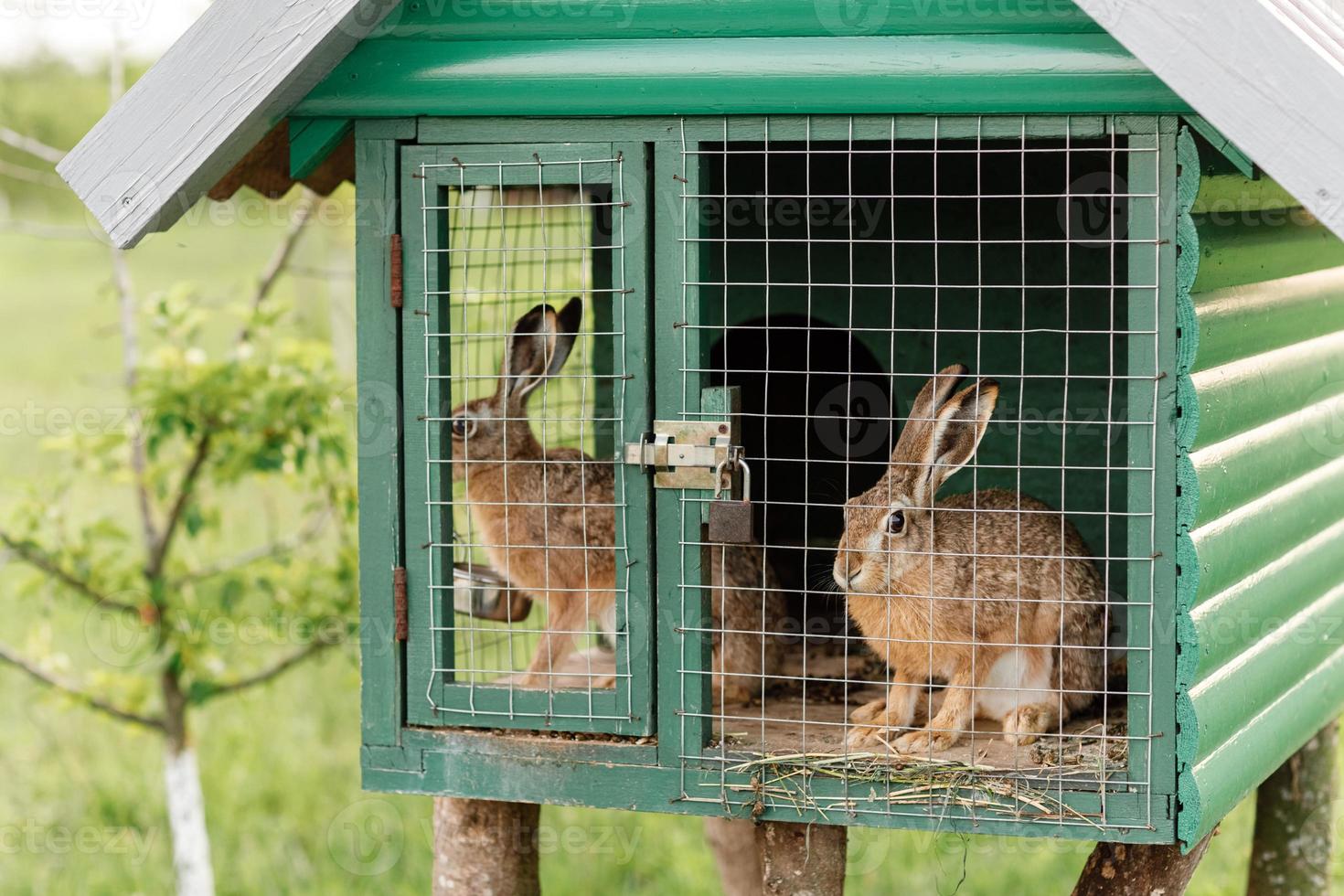 huiselijk harig rood en grijs boerderij konijnen konijn achter de bars van kooi Bij dier boerderij, vee voedsel dieren groeit in kooi. foto