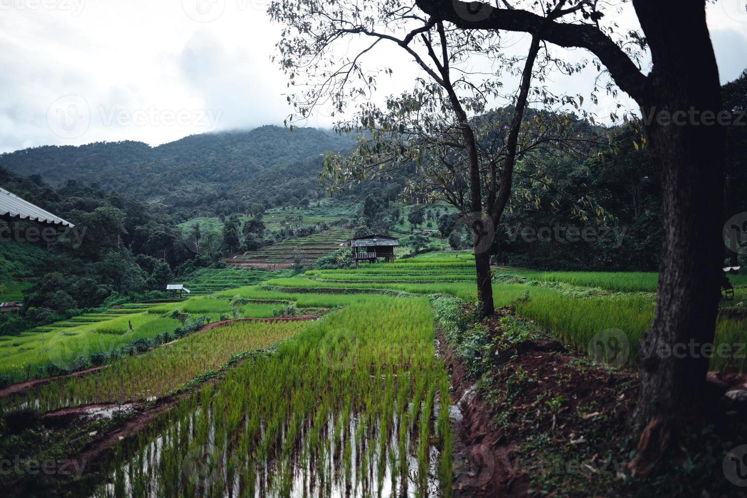 groen rijst- veld- Aan terrasvormig en boerderij hut foto
