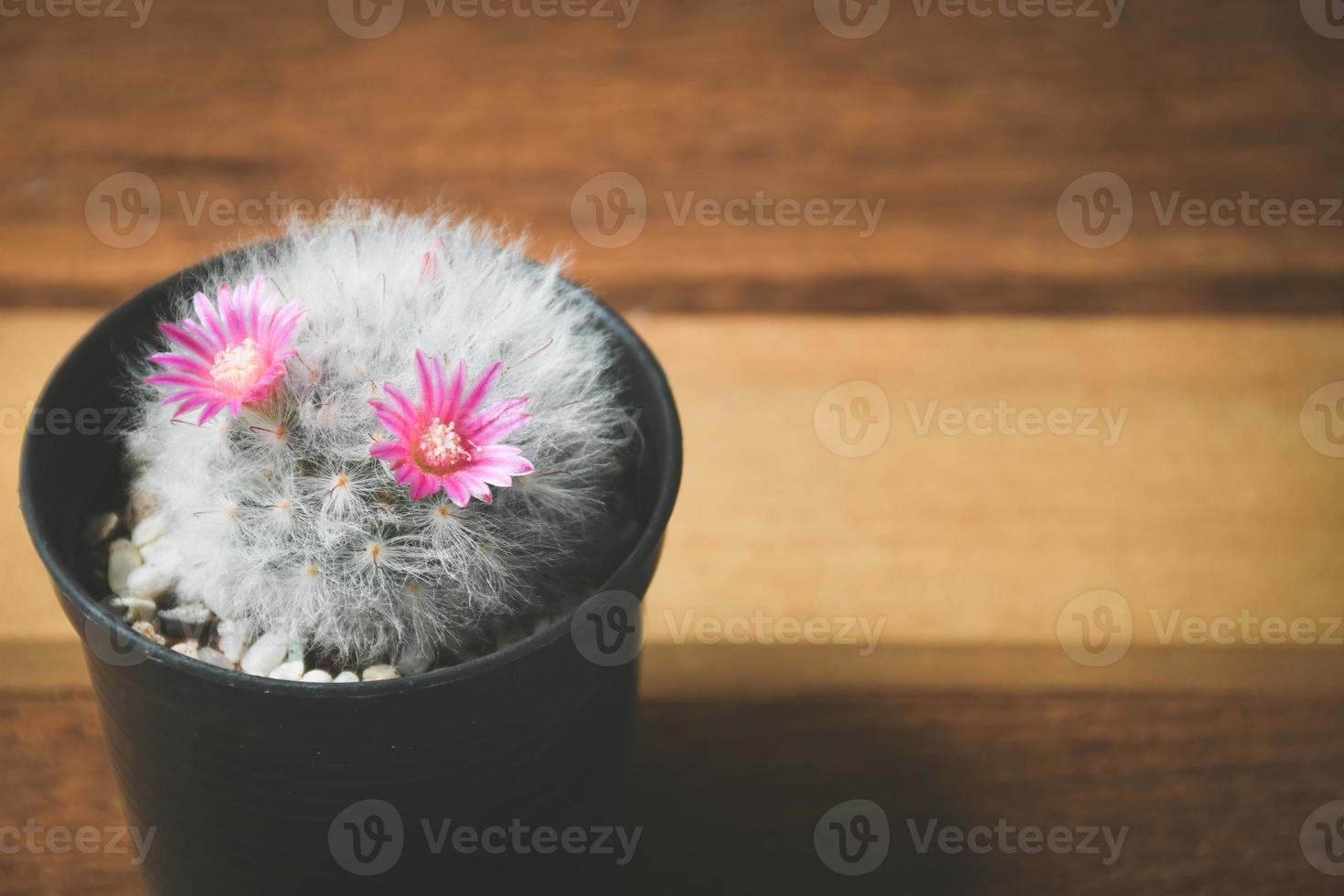 cactus in pot met bloem. huis plant decoratie concept. foto