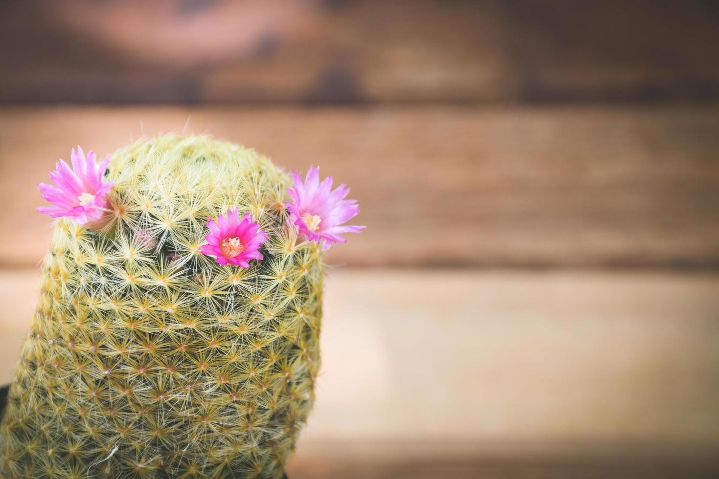 cactus in pot met bloem. huis plant decoratie concept. foto