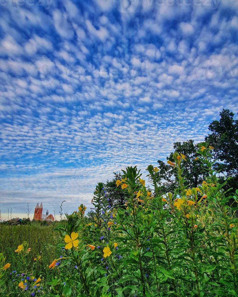 blauw lucht met wolken fragment van Woud en een veld- van blauw bloemen met een strip van aarde in de voorgrond foto