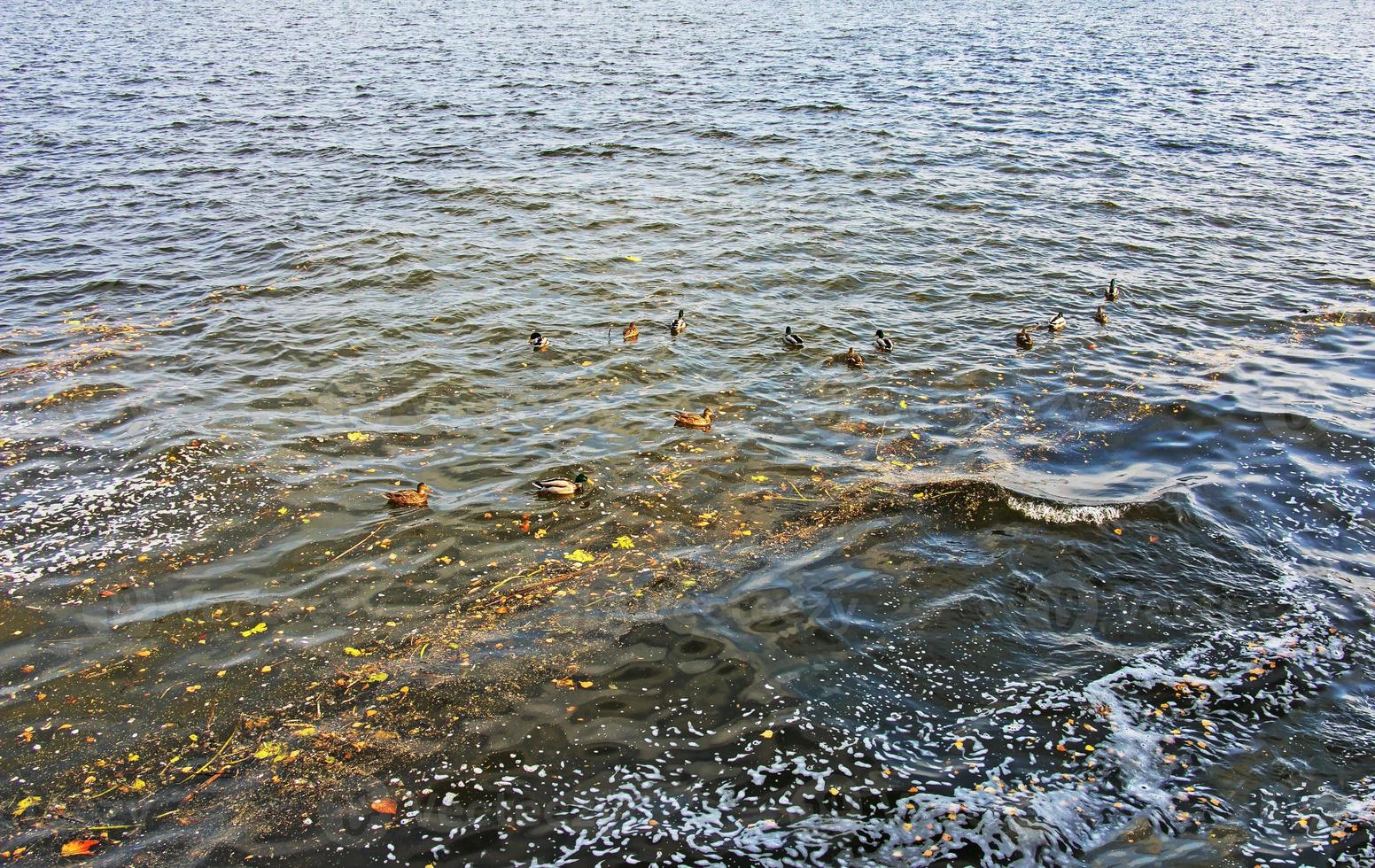 eend zwemmen in vuil verspilling meer water. dier ecologisch probleem foto