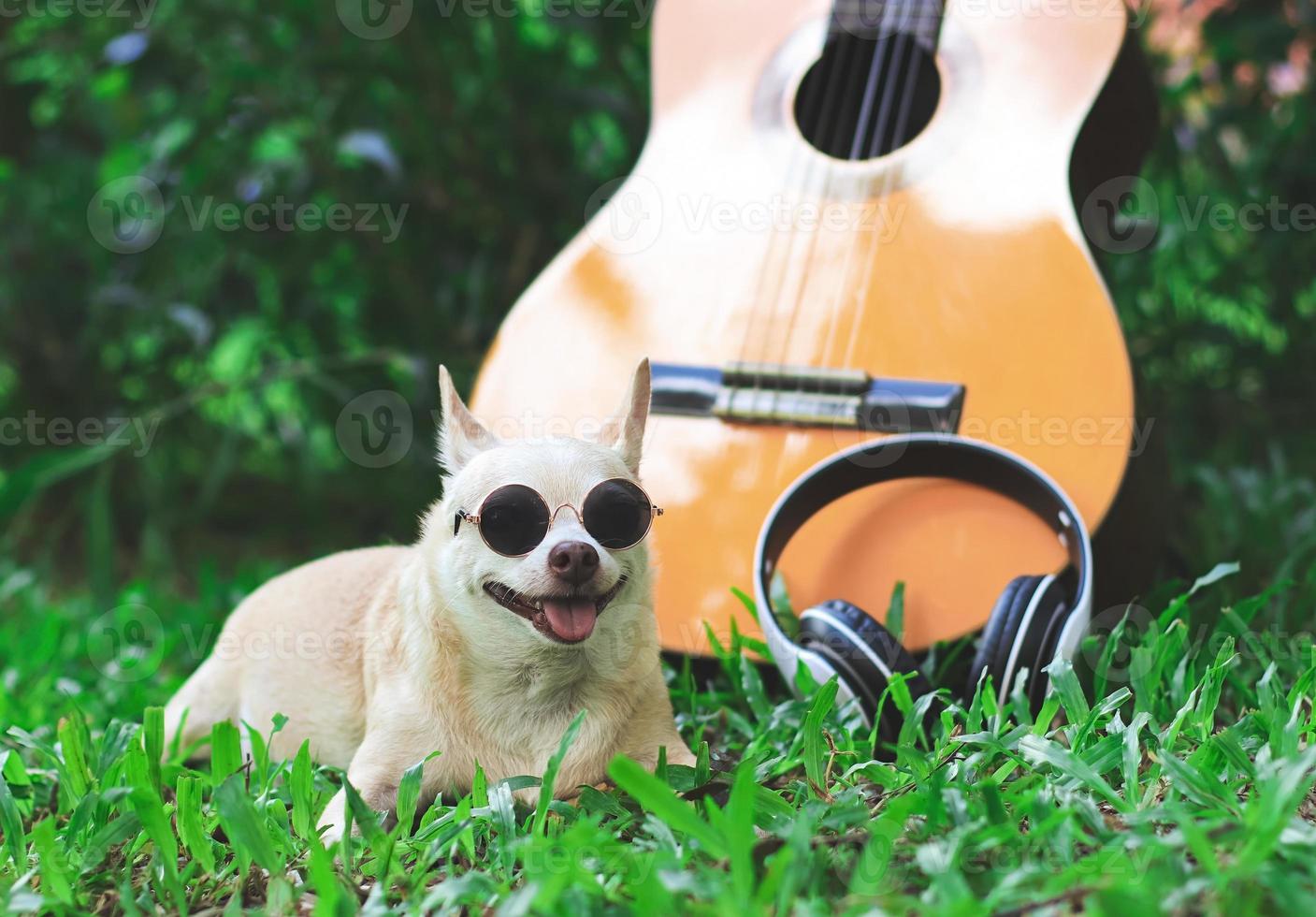 gelukkig bruin kort haar- chihuahua hond vervelend zonnebril aan het liegen naar beneden met akoestisch gitaar en hoofdtelefoons Aan groen gras in de tuin, glimlachen met zijn tong uit foto