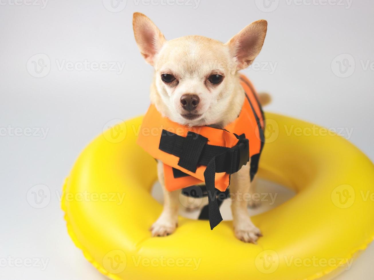 schattig bruin kort haar- chihuahua hond vervelend oranje leven jasje of leven hesje staand in geel zwemmen ring, geïsoleerd Aan wit achtergrond. foto