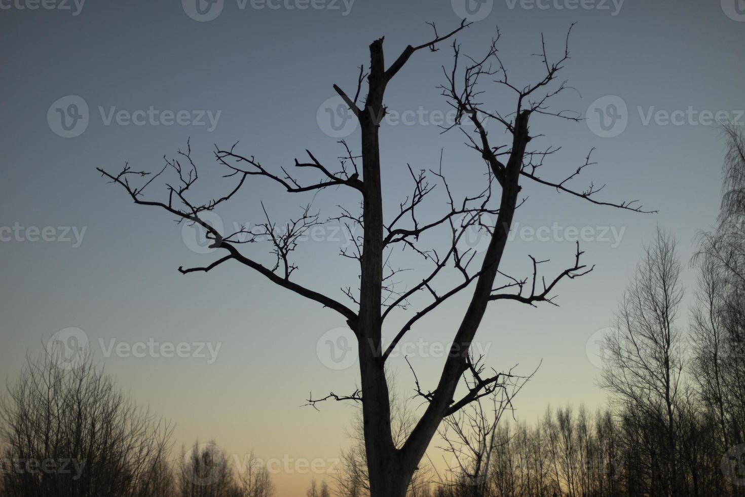 dode boom tegen hemel. droge takken. foto