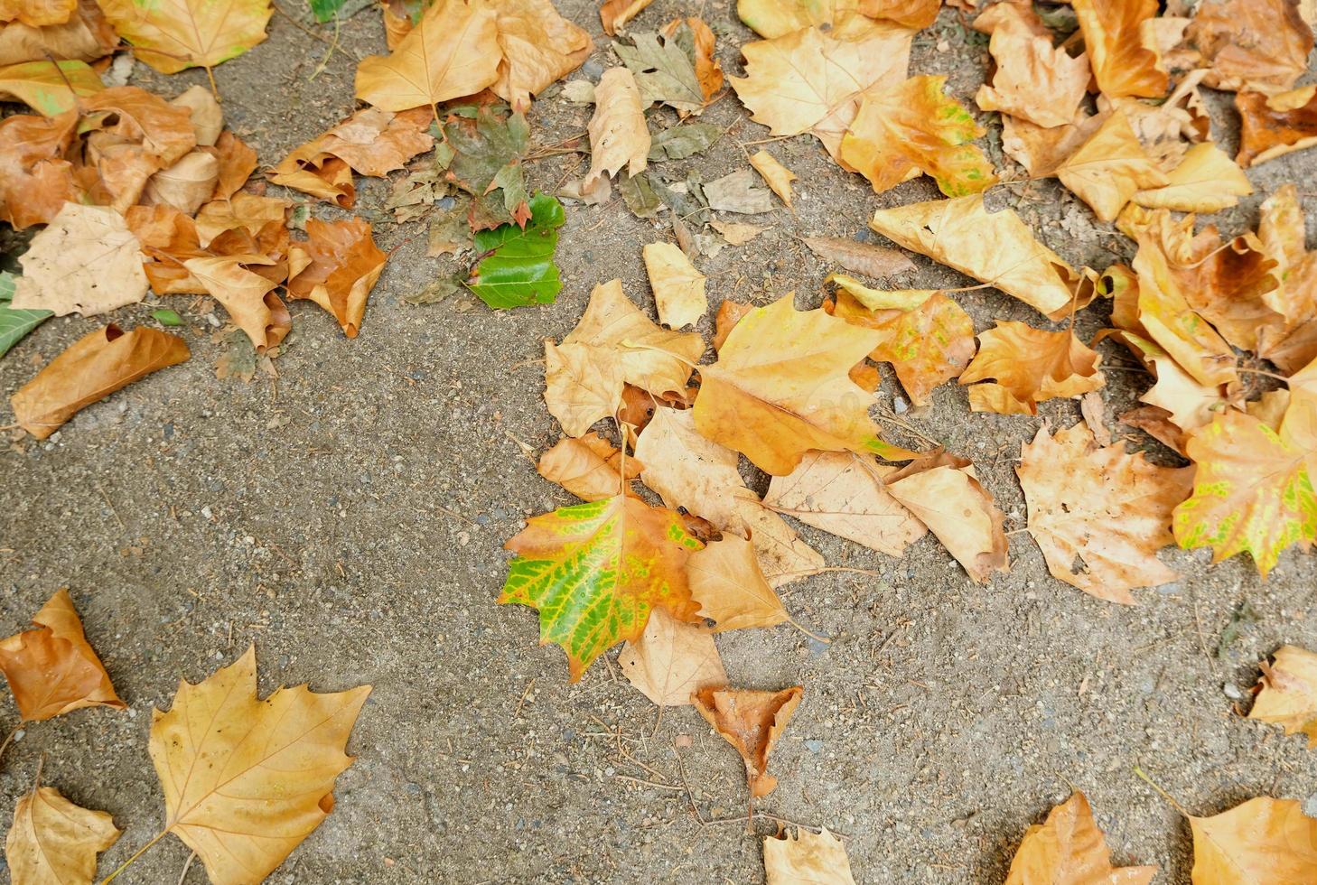 geel herfst gedaald bladeren aan het liegen Aan de grond, seizoensgebonden natuurlijk achtergrond, milieuvriendelijk milieu concept, helder levendig kleuren foto