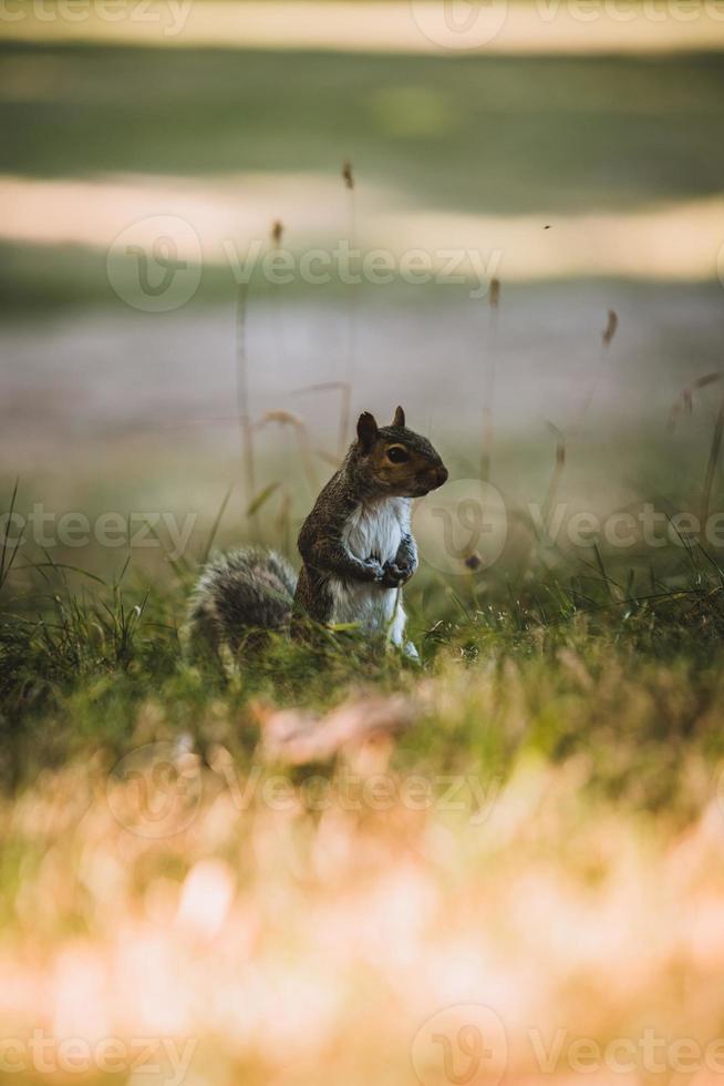 grijze eekhoorn in het park foto