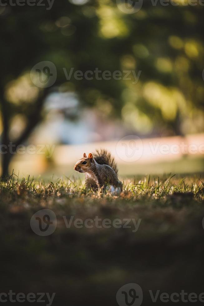 grijze eekhoorn in het park foto