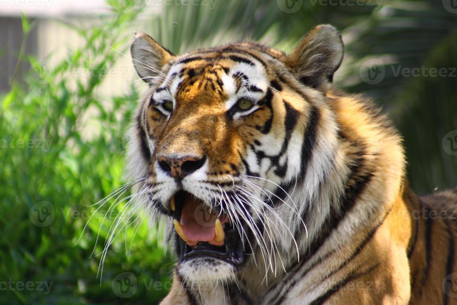 tijger in dierentuin foto