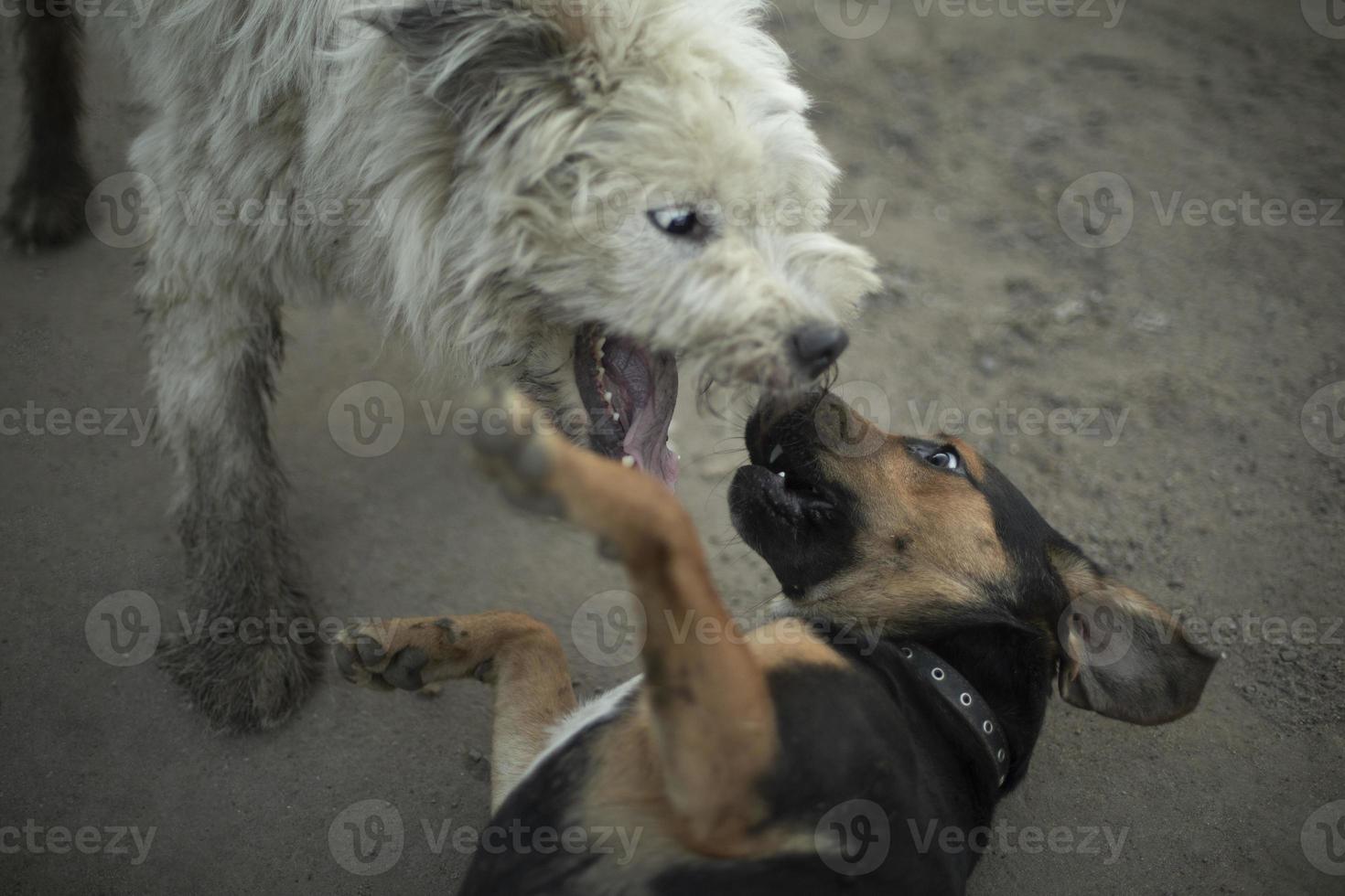 honden gevecht. dier vechten. huisdier beet. strijd van beesten. foto