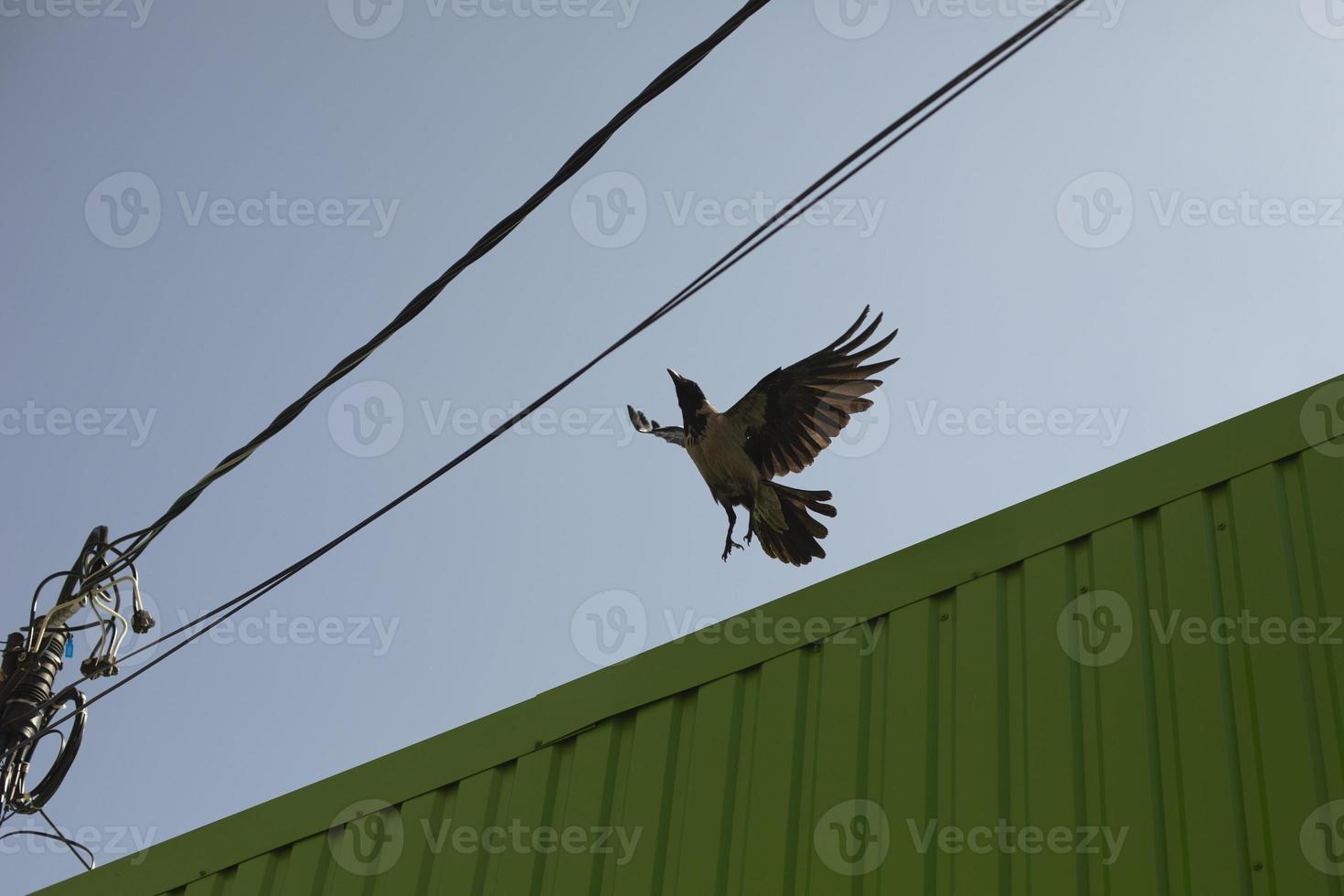 raaf duurt uit van dak. vogel in vlucht. zwart raaf vliegt uit dak van gebouw. foto