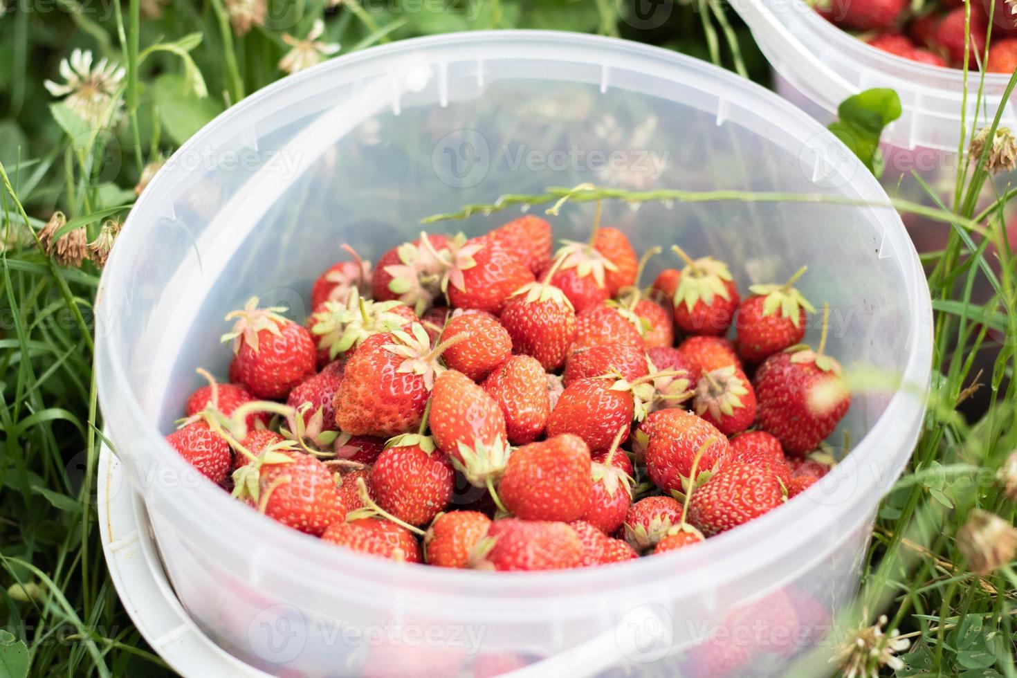 vol emmer van vers geplukt aardbeien in de zomer tuin. detailopname van aardbeien in een plastic mand. biologisch en vers BES Bij een boeren markt, in een emmer Aan een aardbei lapje. foto