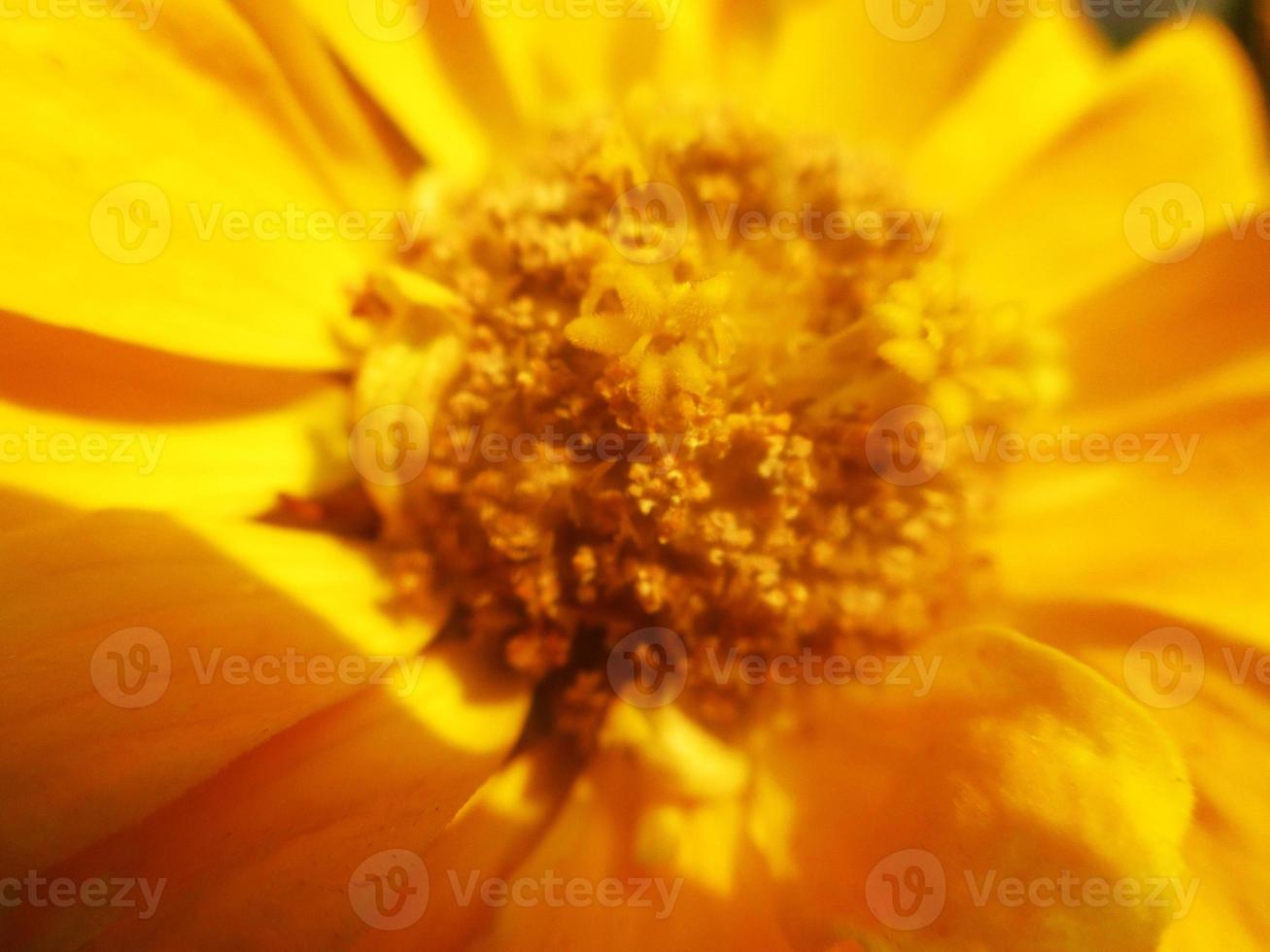 gebladerte bladeren fruit en bloemen foto