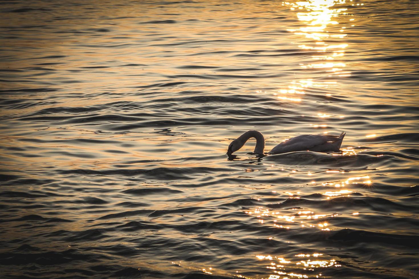 zwaan Aan de meer Bij zonsondergang foto