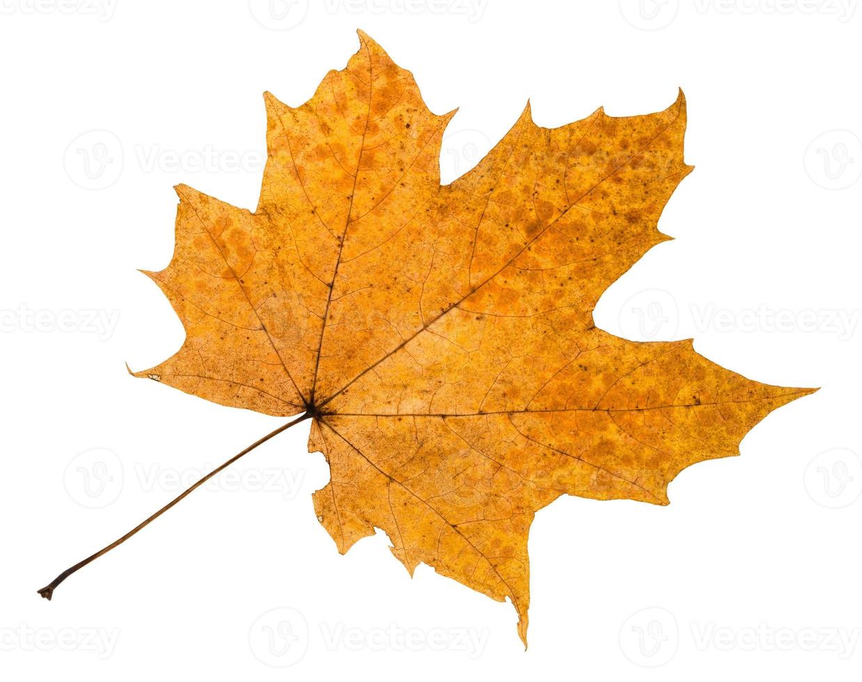 herfst verrot blad van esdoorn- boom geïsoleerd foto