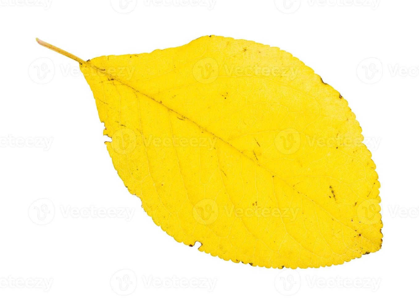 gedaald geel blad van Pruim boom geïsoleerd foto