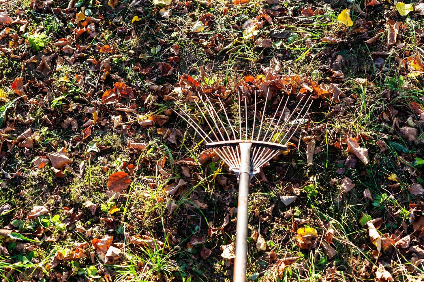 schoonmaak gazon van gedaald bladeren met tuin hark foto