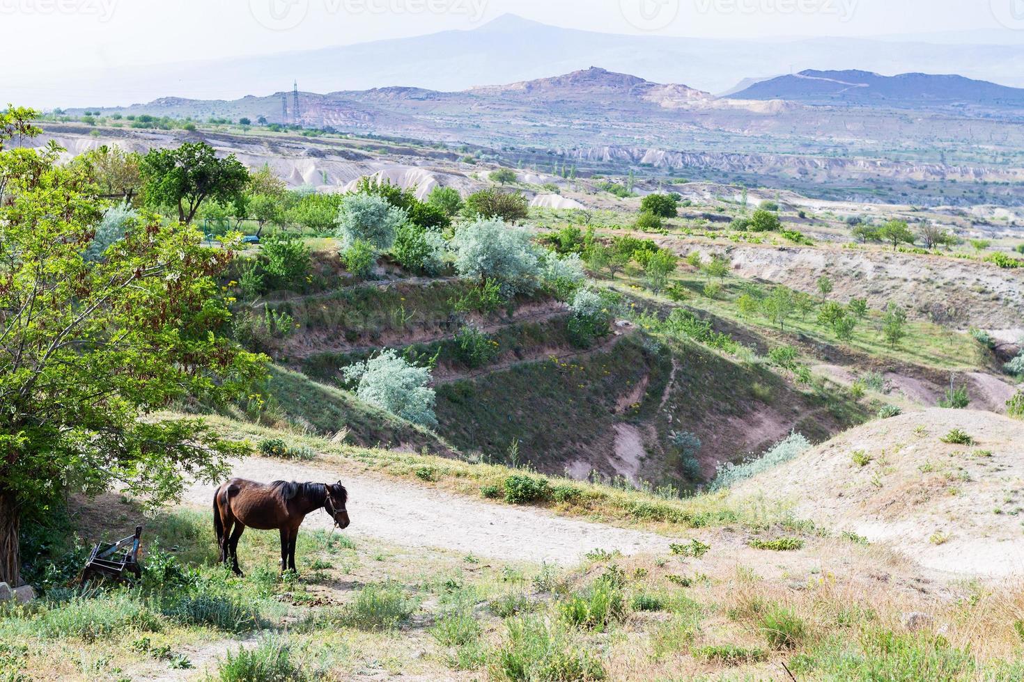 land landschap in de buurt uchisar stad- in cappadocia foto