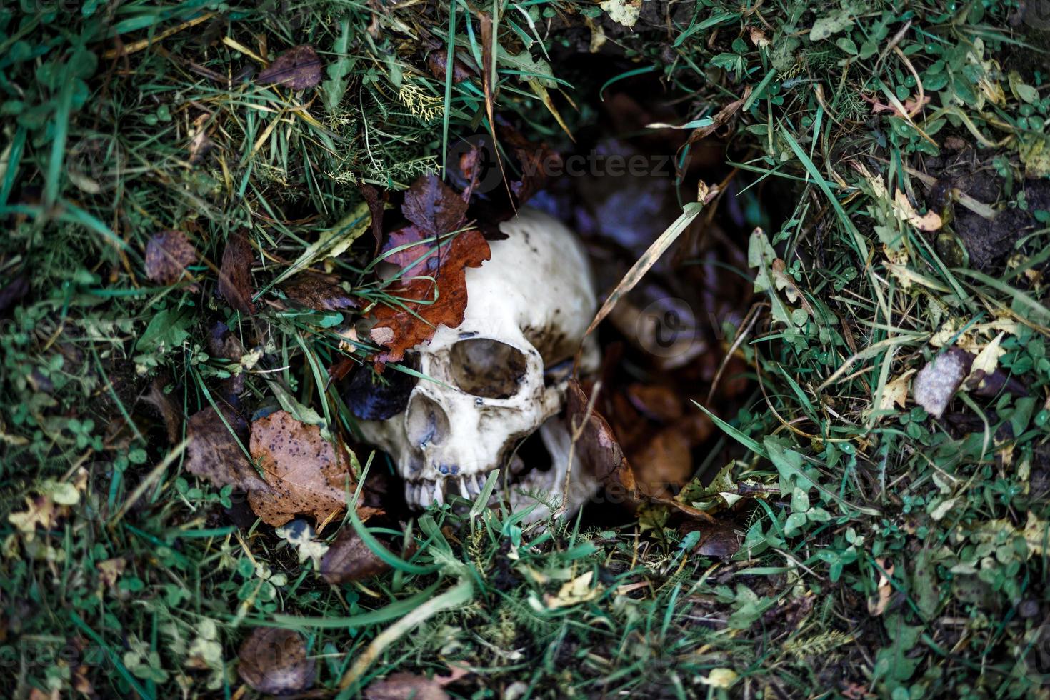 een menselijke schedel in het gras ligt begraven onder herfstbladeren. nep schedel close-up op natuurlijke achtergrond. foto