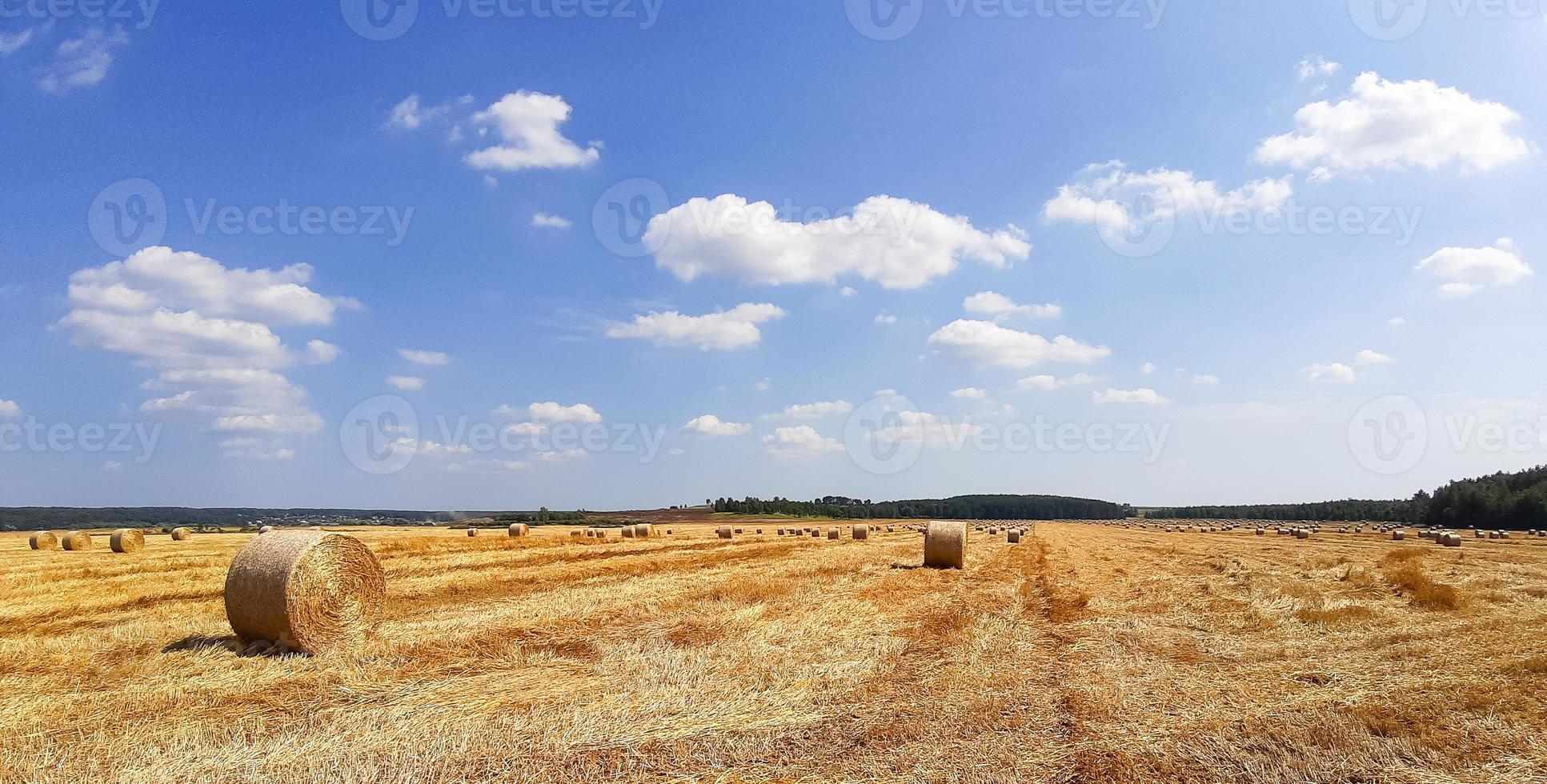 ronde goudafvoeren in het veld. de oogst van graan, tarwe. hooi oogsten voor vee, landbouw, graangewassen foto