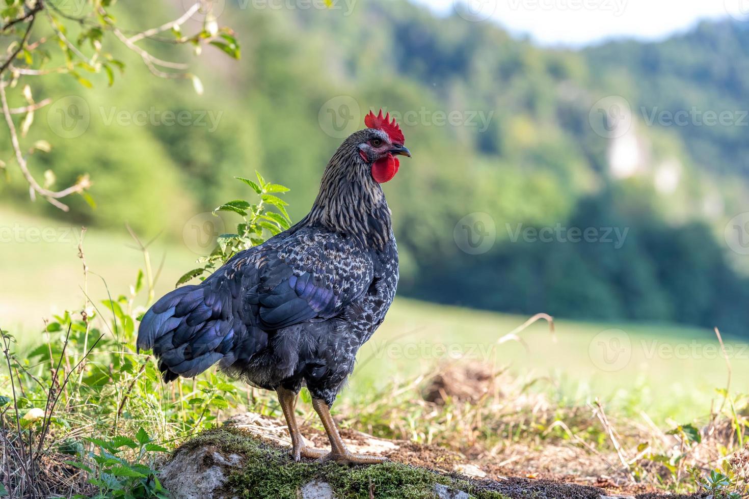 vrij reeks kippen Aan een Duitse boerderij in de zomer foto