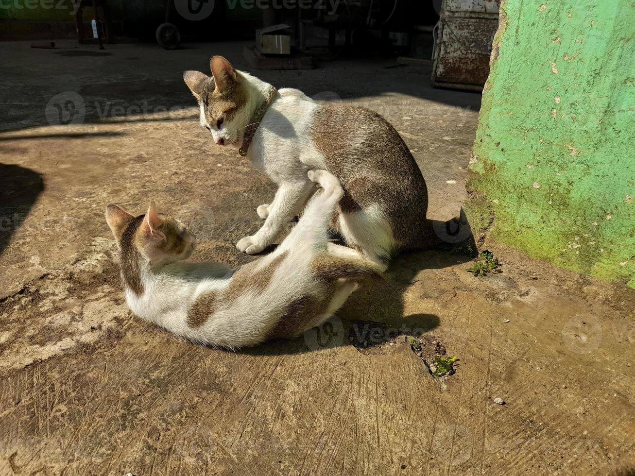 een huiselijk moeder kat is spelen met een van haar welpen onder de warm ochtend- zon foto