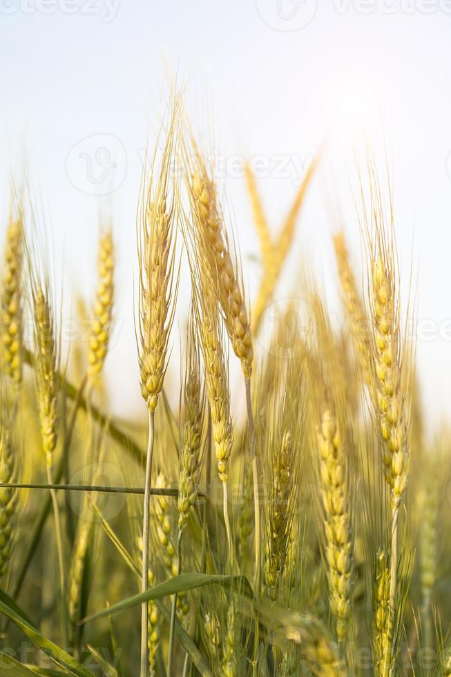 dichtbij omhoog beeld van gerst likdoorns groeit in een veld- foto